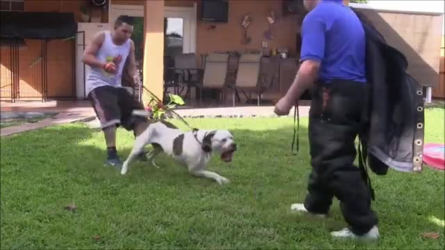 How To Make a Dog Become Fully Aggressive With Few Simple Tips tricks