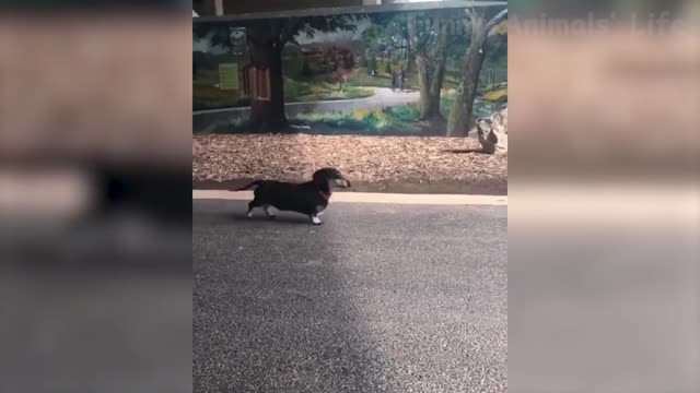 🐶 Dogs And 😹 Cats In Funny Situations - Try Not To Laugh
