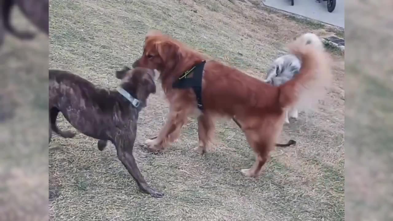 Two dogs were fighting. There were pull-ups at the scene, coaxing and watching.