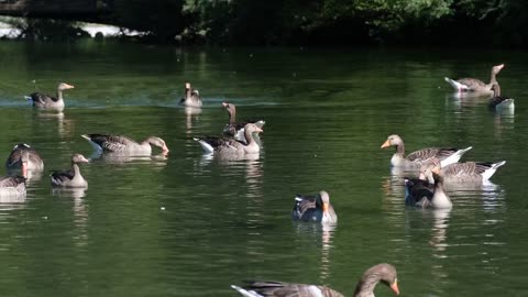 Ducks