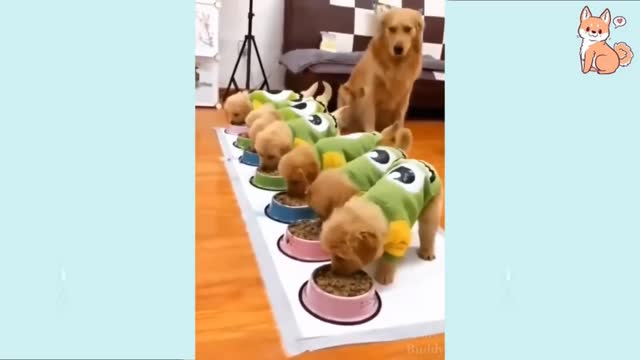 The most beautiful and cute dogs on the internet part 02