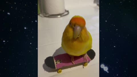 A skateboard for a parrot
