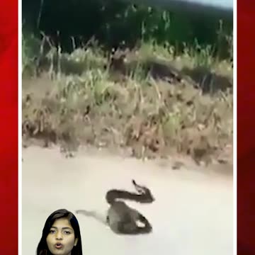 ఏ జాతిలోనైనా అమ్మ అమ్మేగా.! | #ytshorts #viralvideo #snake #rat #mouse #ratvssnake #attack|FBTV NEWS