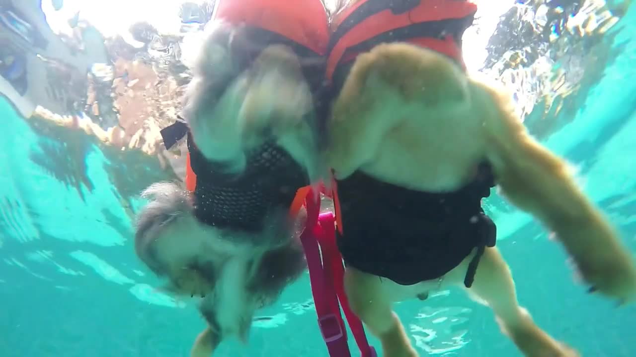 Dogs Swimming Underwater