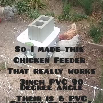 Homemade DIY Chicken Feeder