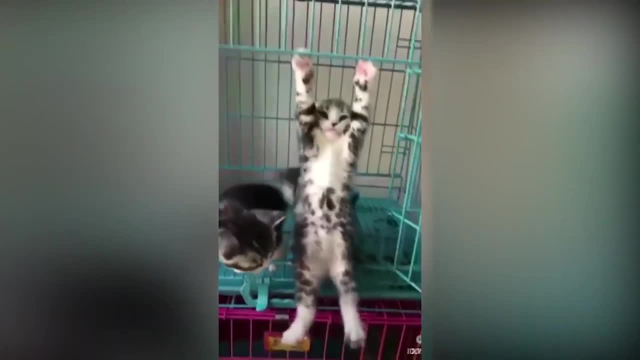 The most famous tiktok cats 🤭