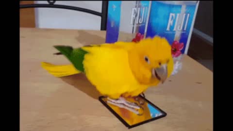 GIF Parrot