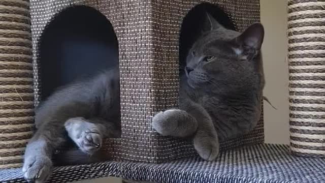 The grooming cat is cute.