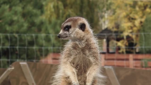 Mongoose.3