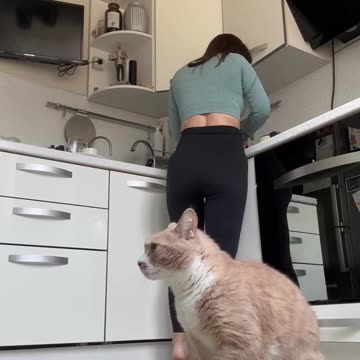 D. J kitty laying down some hungry beats...