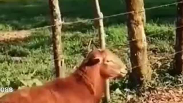 Funny and Cute animals part 2