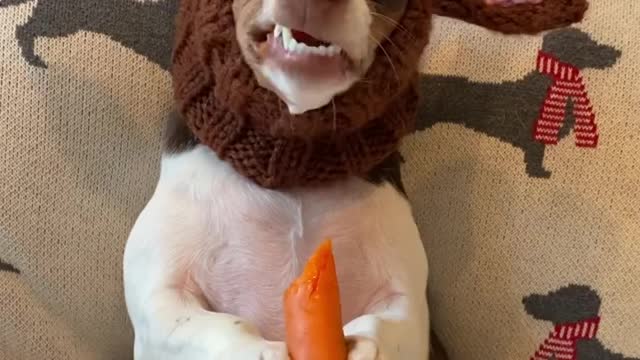 Dog Eating Carrot This chritsmas , Funny dog enjoying carrot in fun way.