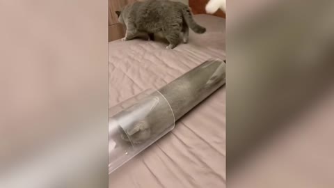 A group of cats drilling pipes