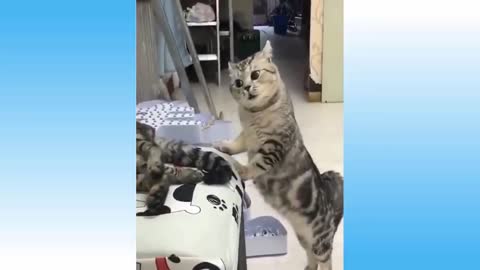 funny cat and dog