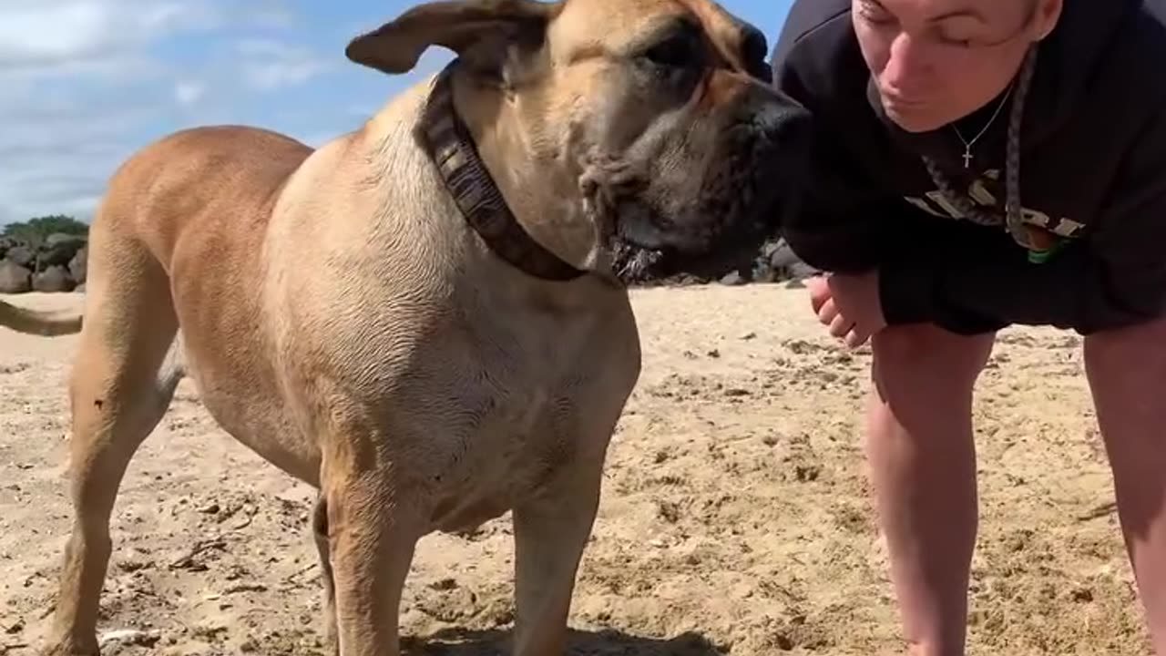 Boerboel Gives Mumma a Kiss #reelsviralfb #reels #boerboel _ Ser