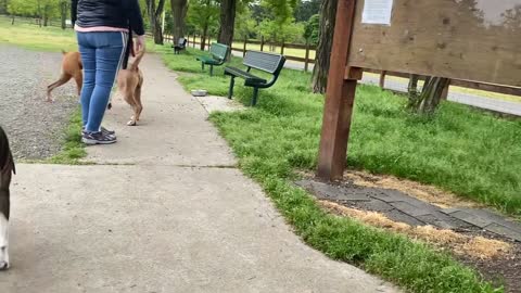 German Shepherd Attacks Pitbull [OFF LEASH DOG PARK]Insane