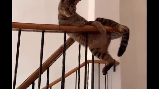 Funniest Cats 😹 - Don't try to hold back Laughter 😂 - Funny Cats Life (28)