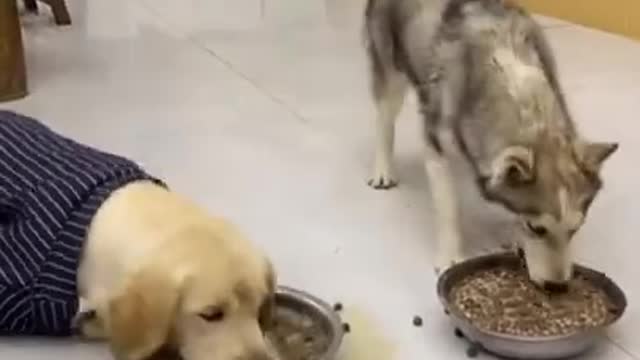 World's smart dog and intelligent dog