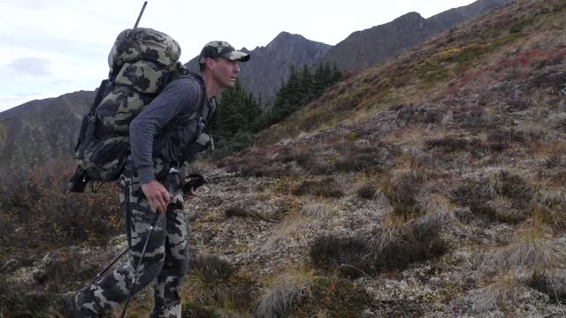 Grizzly Bear Chasing Mountain Goats in the Wild