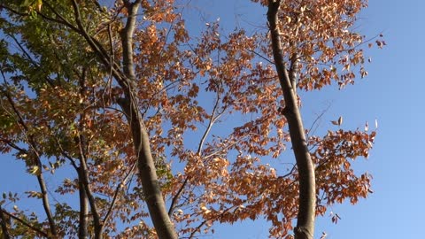 Various Autumn Views of Korea 14