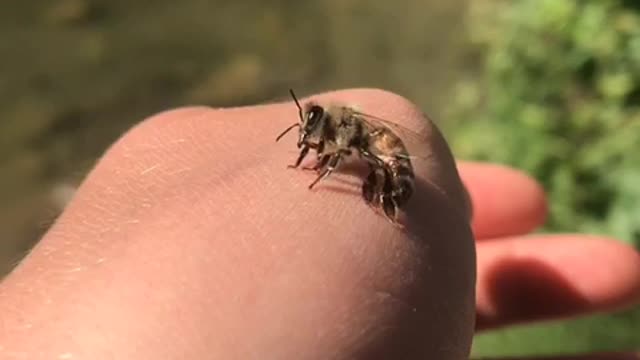 Bee dries itself off after being saved from being drowned to death in the river!