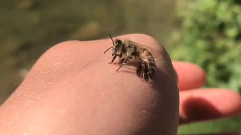 Bee dries itself off after being saved from being drowned to death in the river!