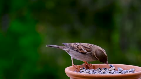 The birds are eating