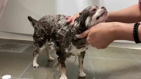 Chihuahua bath