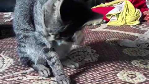 good cat takes care of itself