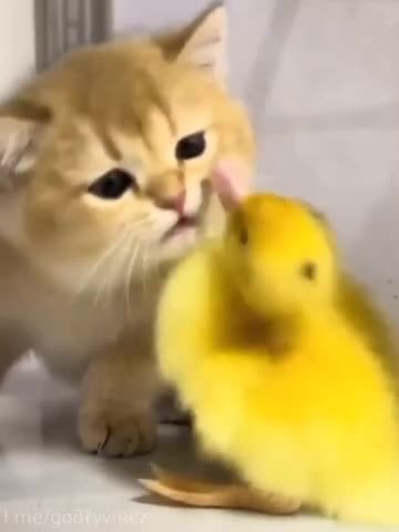 Beginning of a Beautiful friendship 😍😍