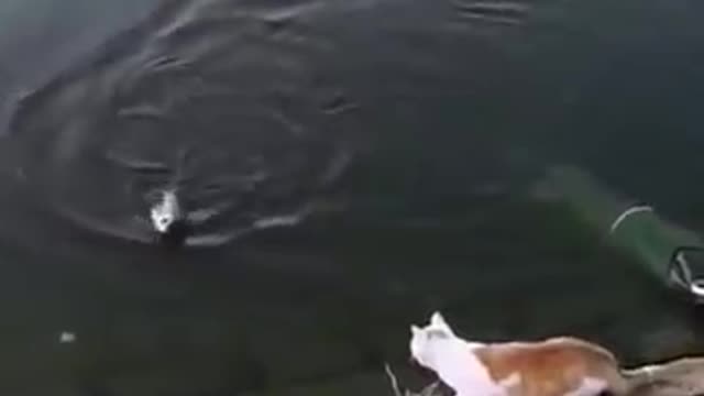 cat vs fish winner