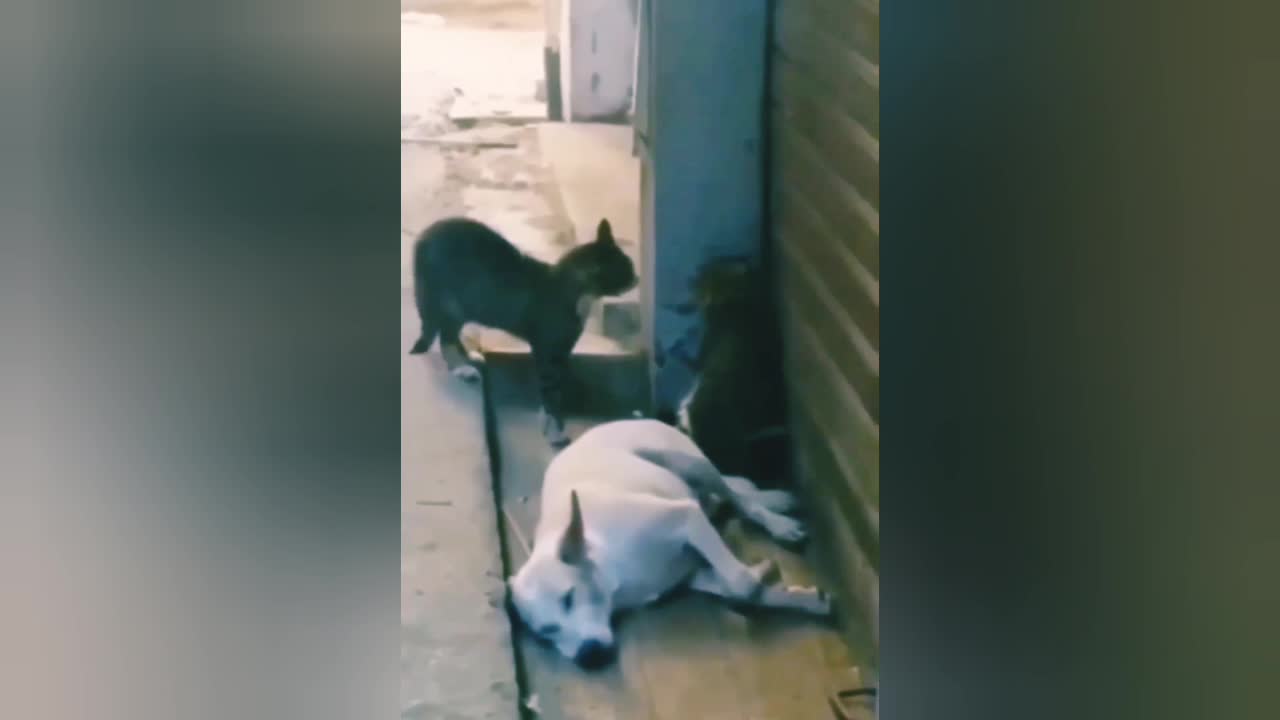 Cute Cat videos Short training videos