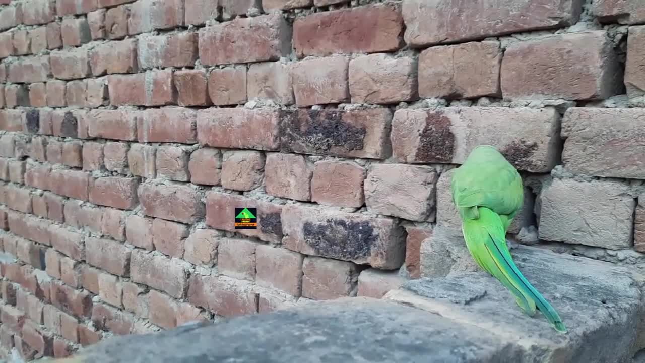 EinsteinTalkingOnWallInUrduHindiEinsteinSoFunnyAndDancingRingneckTalkingParrotp2