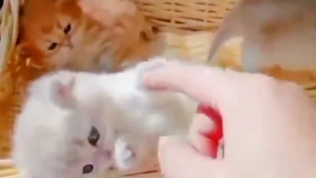 Funny video watch the end