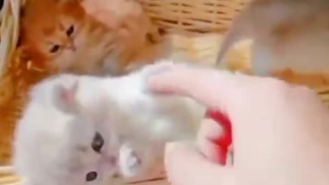Funny video watch the end
