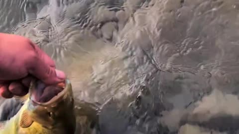 Catch and release Small mouth