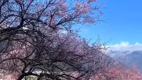 Thousands of smiling flowers