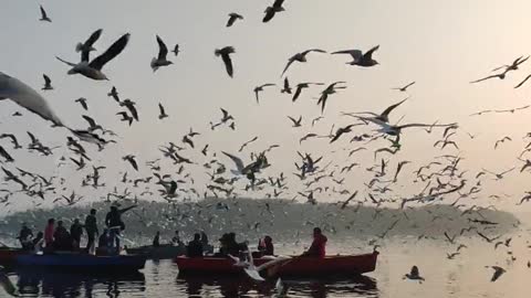 Excellent birds flying