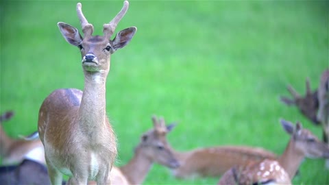 Deer standing before herd in grass slow motion