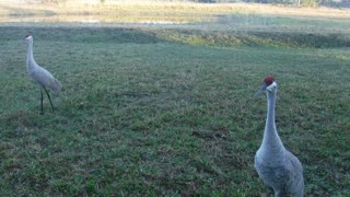 They come every morning for corn.