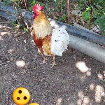 Without hope for the future🐓