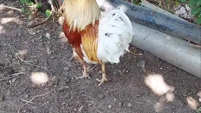 Without hope for the future🐓