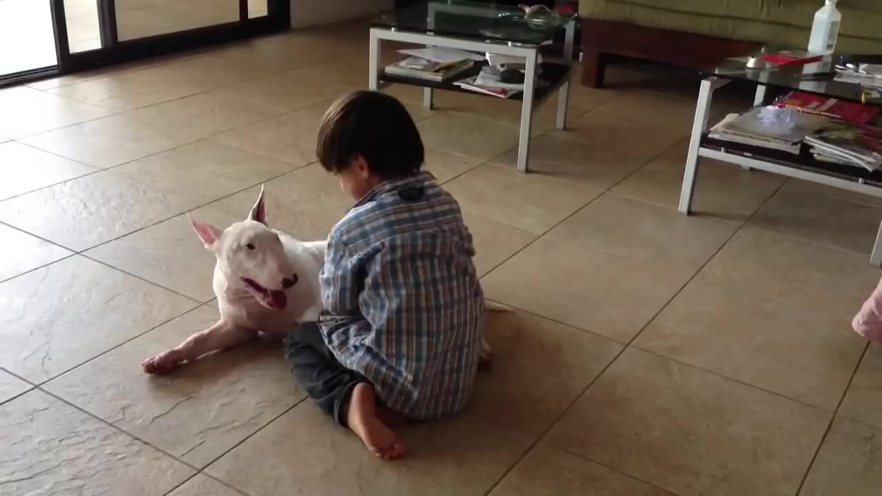 Incredibly Patient Bull Terrier Entertains Energetic Kid