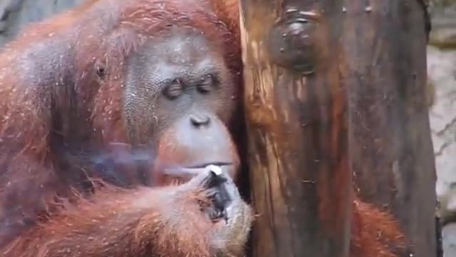 Smoking Orangutan