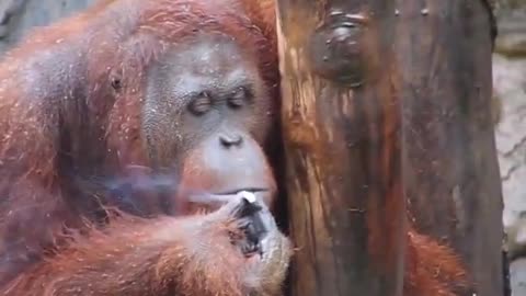 Smoking Orangutan