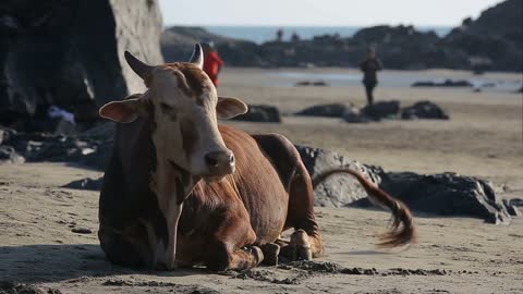 Cow resting on the beach