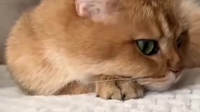 Cute cat expression