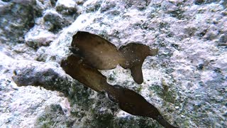 Ghost Fish Synchronized Dance