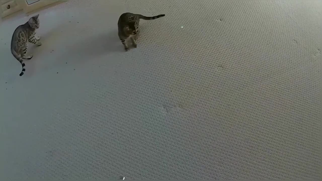 Bengal Kittens Vs Laser Pointer