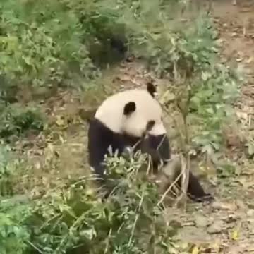 Panda 🐼 is Soo sweet
